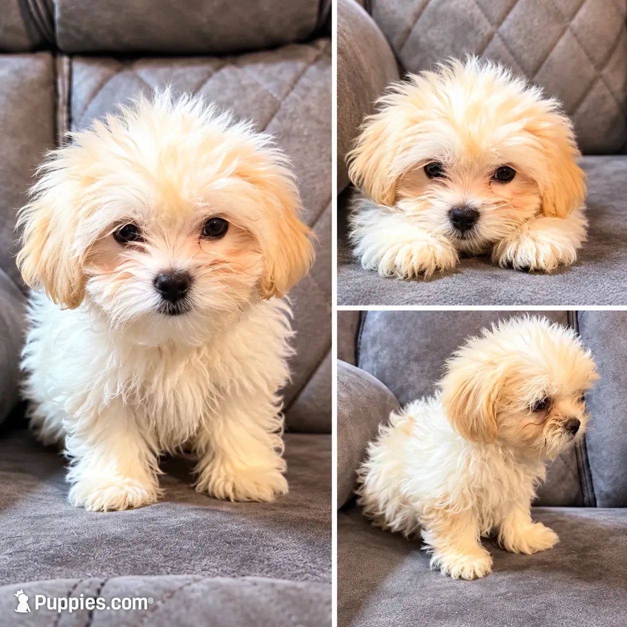 Brownie , a female Maltipoo for sale in Fort Lauderdale, FL – 1 of 4