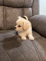 Milk , a male Mal Shi for sale in Fort Lauderdale, FL – 2 of 4