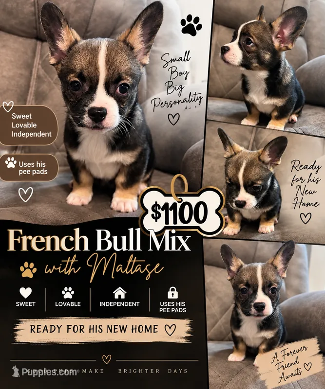 Frenchiau – French Bulldog, Maltese puppy for sale in Fort Lauderdale, FL