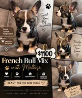 Frenchiau, a male French Bulldog and Maltese for sale in Fort Lauderdale, FL – 1 of 4