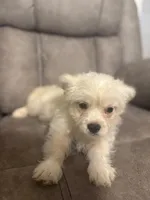 Dixie , a female Maltipoo for sale in Fort Lauderdale, FL – 3 of 4