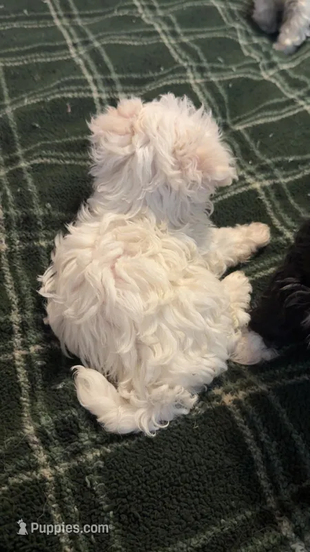 Winter – Maltipoo, Shih Tzu puppy for sale in Fort Lauderdale, FL