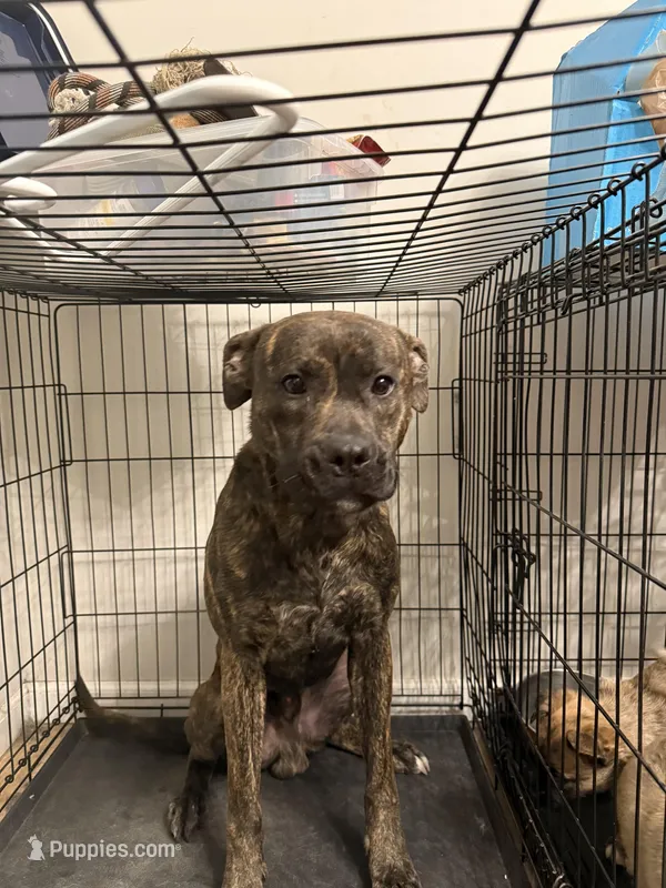 Ucey – Boxer, American Pit Bull Terrier puppy for sale in Elkhart, IN