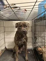 Ucey, a male Boxer and American Pit Bull Terrier for sale in Elkhart, IN – Photo 1 of 3