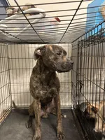 Ucey, a male Boxer and American Pit Bull Terrier for sale in Elkhart, IN – Photo 2 of 3