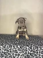 Lilac Tan Point Female, a female French Bulldog for sale in Atlanta, GA – 6 of 9