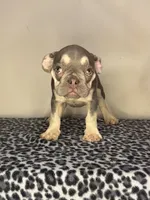 Lilac Tan Point Male, a male French Bulldog for sale in Atlanta, GA – 3 of 5
