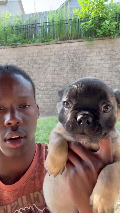 Fawn Fluffy Girl, a female French Bulldog for sale in Atlanta, GA – 10 of 10