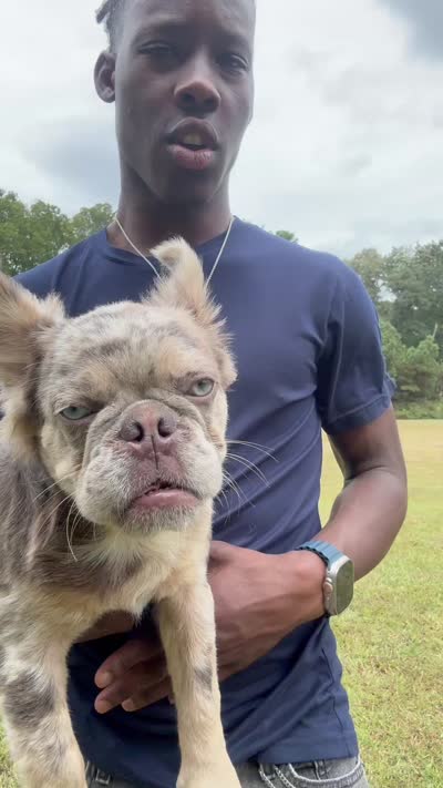 Showstoppa, a male French Bulldog for sale in Atlanta, GA – 10 of 10
