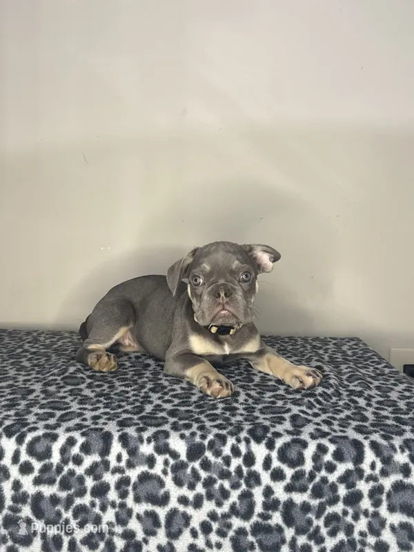 Lilac Tan Point Female – French Bulldog puppy for sale in Atlanta, GA