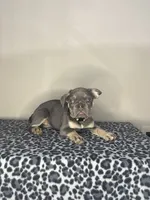 Lilac Tan Point Female, a female French Bulldog for sale in Atlanta, GA – 1 of 9