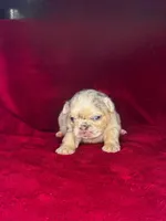 Snow White, a female French Bulldog for sale in Atlanta, GA – 3 of 8