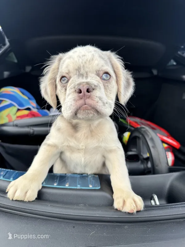 Snow White – French Bulldog puppy for sale in Atlanta, GA