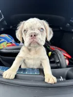 Snow White, a female French Bulldog for sale in Atlanta, GA – 1 of 8