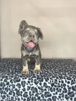 Precious, a female French Bulldog for sale in Atlanta, GA – 3 of 9