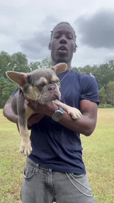 Don Julio, a male French Bulldog for sale in Atlanta, GA – 10 of 10