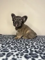 BamBam Jr., a male French Bulldog for sale in Atlanta, GA – 4 of 8
