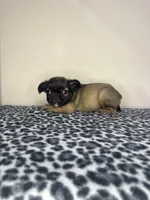 Fawn Fluffy Girl, a female French Bulldog for sale in Atlanta, GA – 5 of 10
