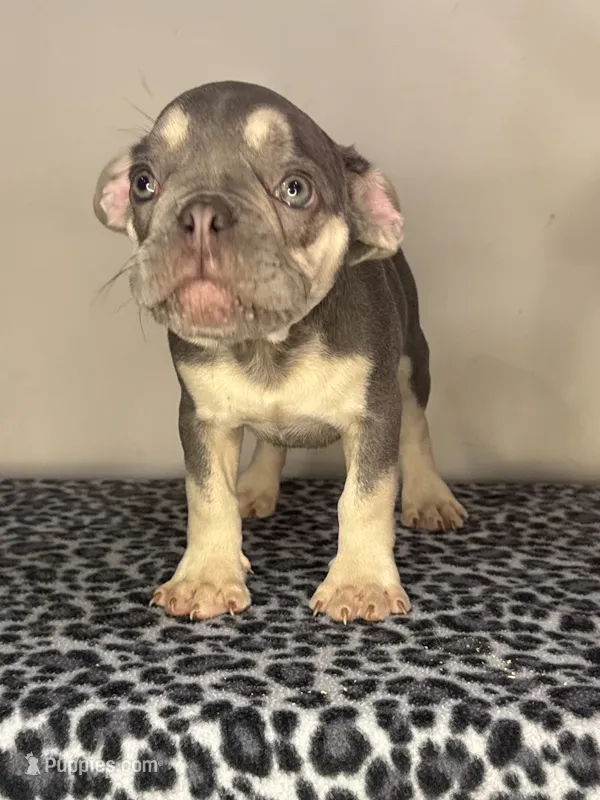 Lilac Tan Point Male – French Bulldog puppy for sale in Atlanta, GA