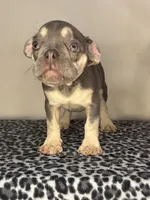 Lilac Tan Point Male, a male French Bulldog for sale in Atlanta, GA – 1 of 5
