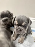 Don Julio, a male French Bulldog for sale in Atlanta, GA – 5 of 10