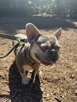 Don Julio, a male French Bulldog for sale in Atlanta, GA – 9 of 10