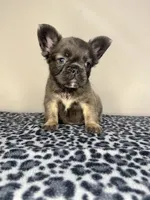 BamBam Jr., a male French Bulldog for sale in Atlanta, GA – 5 of 8