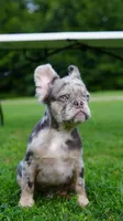 Showstoppa, a male French Bulldog for sale in Atlanta, GA – 4 of 10