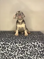 Lilac Tan Point Male, a male French Bulldog for sale in Atlanta, GA – 2 of 5