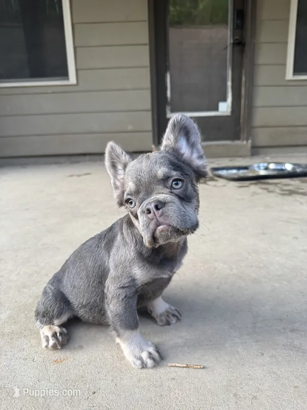 Precious – French Bulldog puppy for sale in Atlanta, GA