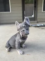 Precious, a female French Bulldog for sale in Atlanta, GA – 1 of 9
