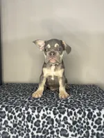 Lilac Tan Point Male, a male French Bulldog for sale in Atlanta, GA – 3 of 6