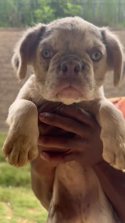 Snow White, a female French Bulldog for sale in Atlanta, GA – 7 of 8
