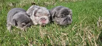 Showstoppa, a male French Bulldog for sale in Atlanta, GA – 7 of 10