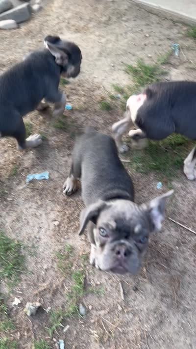 Lilac Tan Point Female, a female French Bulldog for sale in Atlanta, GA – 7 of 9