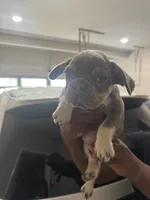 Lilac Tan Point Female, a female French Bulldog for sale in Atlanta, GA – 5 of 9