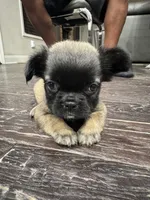 Fawn Fluffy Girl, a female French Bulldog for sale in Atlanta, GA – 6 of 10