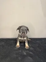 Lilac Tan Point Female, a female French Bulldog for sale in Atlanta, GA – 4 of 9