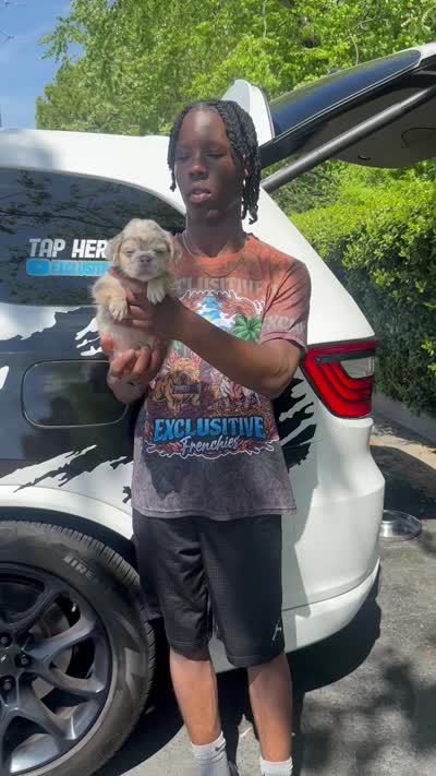 Snow White, a female French Bulldog for sale in Atlanta, GA – 8 of 8