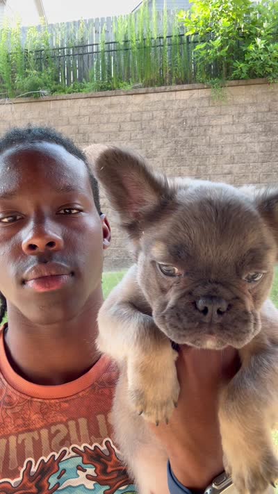 BamBam Jr., a male French Bulldog for sale in Atlanta, GA – 8 of 8