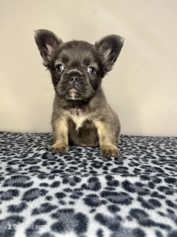 BamBam Jr. – French Bulldog puppy for sale in Atlanta, GA