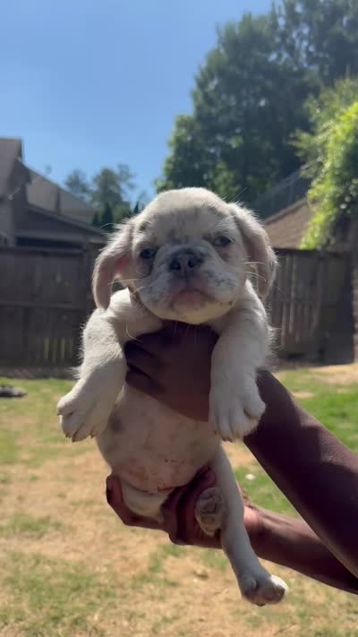 Snow White, a female French Bulldog for sale in Atlanta, GA – 6 of 8