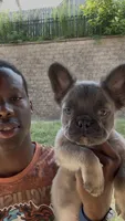 BamBam Jr., a male French Bulldog for sale in Atlanta, GA – 7 of 8