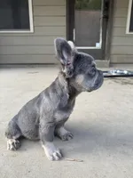 Precious, a female French Bulldog for sale in Atlanta, GA – 5 of 9