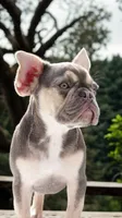 Don Julio, a male French Bulldog for sale in Atlanta, GA – 8 of 10