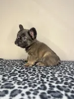 BamBam Jr., a male French Bulldog for sale in Atlanta, GA – 2 of 8