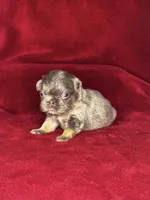 Precious, a female French Bulldog for sale in Atlanta, GA – 2 of 9
