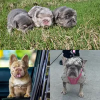Showstoppa, a male French Bulldog for sale in Atlanta, GA – 9 of 10