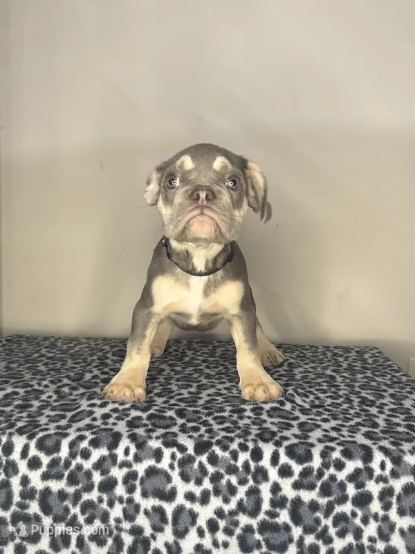 Lilac Tan Point Male – French Bulldog puppy for sale in Atlanta, GA