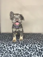 Precious, a female French Bulldog for sale in Atlanta, GA – 7 of 9